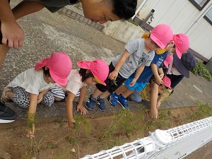 写真：ニンジンを収穫しようと座り込んで葉っぱを持つうさぎ組の子どもたち