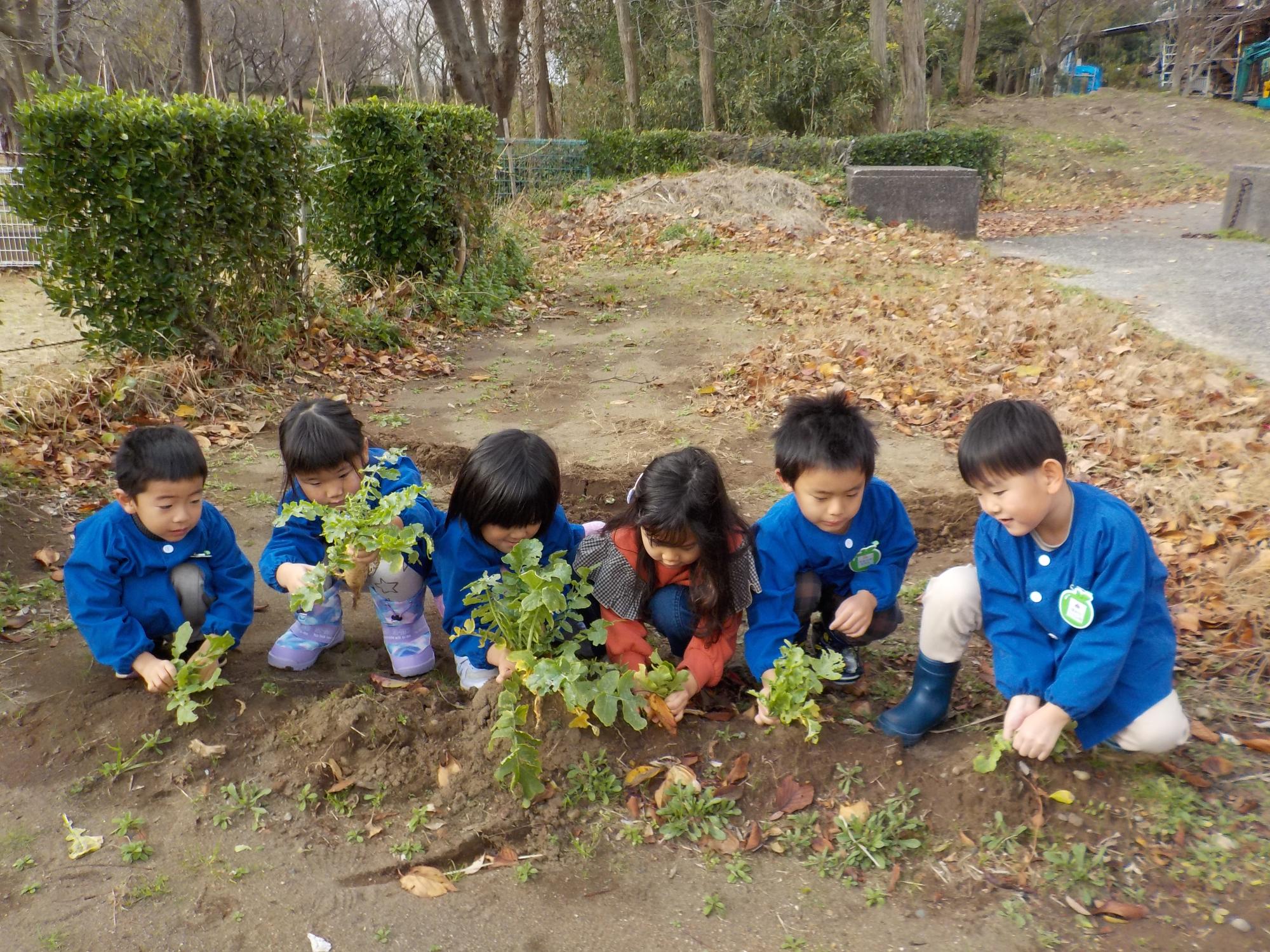 横一列に並び、大根の葉っぱに手をかけ、これから抜こうとしている子どもたち