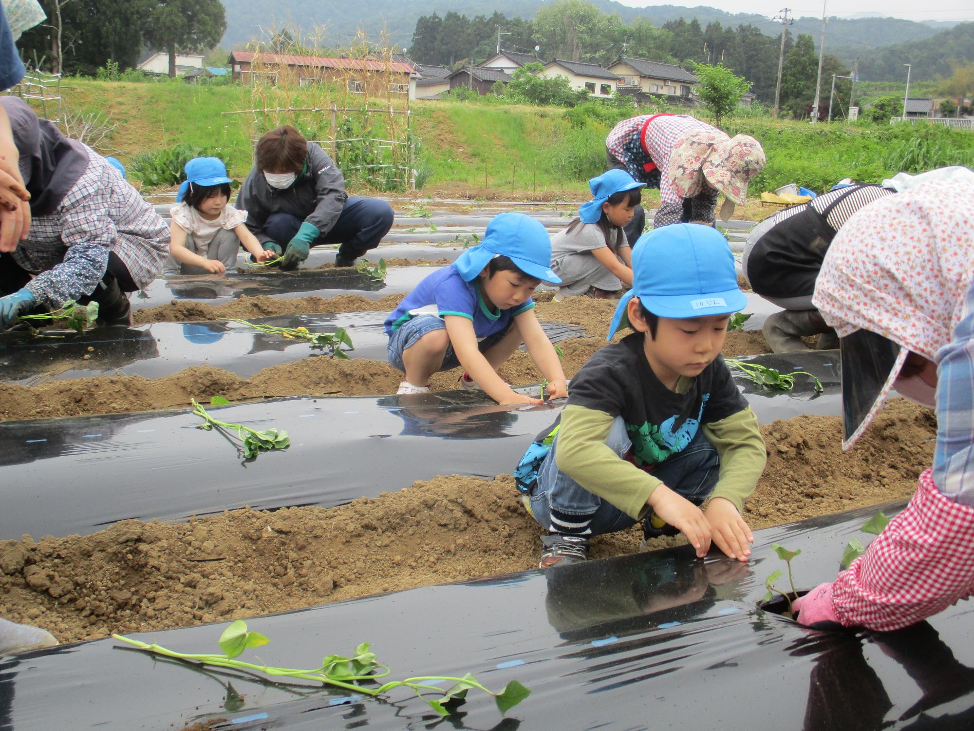 写真：黒いシートを張った畑に、サツマイモの苗を植える年長児。JA女性部や保育士が植える園児を見守っています。