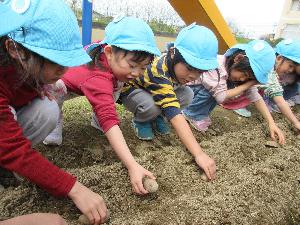 写真：畑にジャガイモの種芋をならべているぞう組の子どもたち