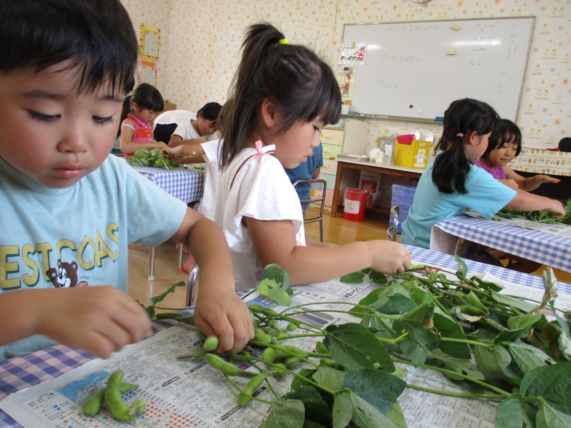 写真：机に新聞紙を広げ、そのうえで枝豆をもぎ取る子どもたち