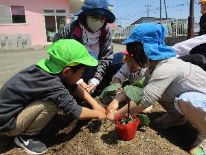きりん組の女児1名と男児1名、りす組の女児1名、保育者1名が畑で野菜の苗を植えているところ