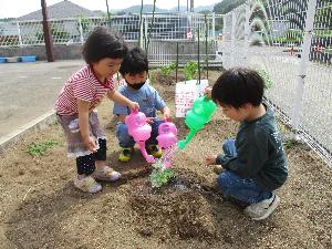 きりん組の男児2名とうさぎ組の女児1名が畑で野菜の苗に水やりをしているところ