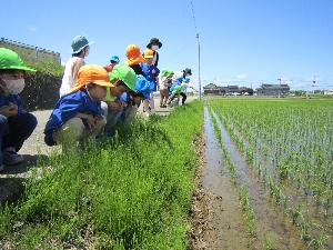 きりん組とうさぎ組の園児が散歩に出かけ、田んぼの稲を観察しているところ