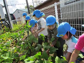 写真：園庭の畑で、サツマイモの収穫を行う4・5歳児。畑には一面にサツマイモの葉が広がっています