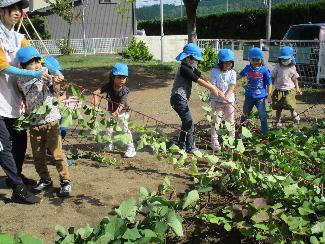 写真：長く伸びたサツマイモのつるを、子どもたち数人ががりで引っ張っています