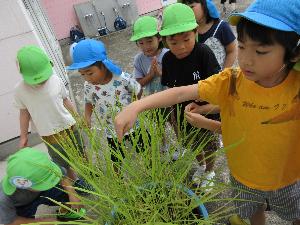 写真：5歳児2人と4歳児4人がタライの中で育つ稲を観察したり、稲穂に触っていたりしています。