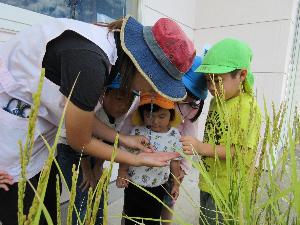 写真：保育者が稲穂を割って中から取り出したお米を、4人の子どもが顔を寄せ合い興味深そうに見ているところ
