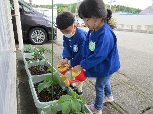 写真：プランターに植えてある野菜の苗にじょうろで水をあげる2人の園児。