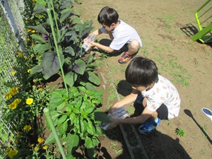 写真：2人の子どもがペットボトルに汲んだ水をピーマンの根元にあげています