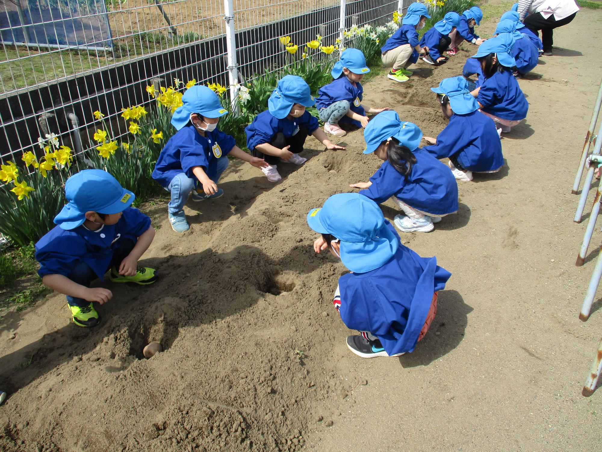 写真：畑にジャガイモを植える年長の子ども達