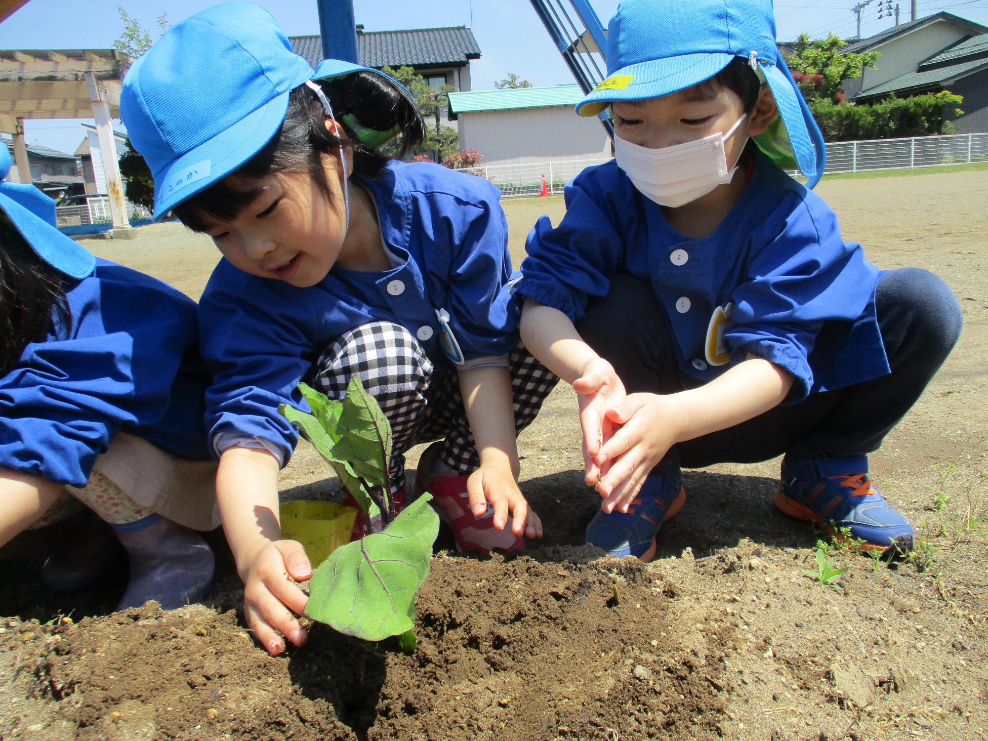 写真：2人の子どもがペアになって野菜の苗を畑に植えている様子