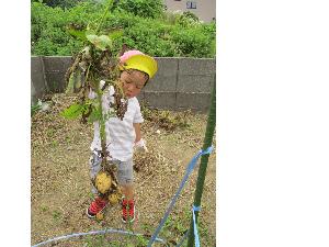 写真：2歳児が畑で収穫したジャガイモを手に持っています