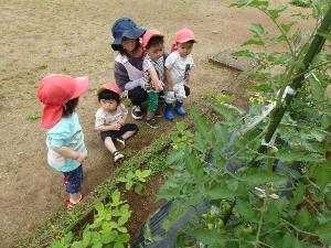 写真：生長したトマトの苗をひよこ組の子ども達が指さしながら見ています