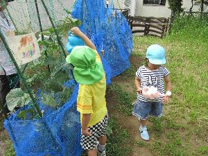 写真：4歳児と5歳児の子どもがじょうろで畑の野菜に水やりしているところ