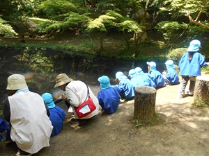 写真：赤坂山公園の池のふちにきりん組の子どもたちが並んでしゃがみ込み、池の中の様子を観察しています