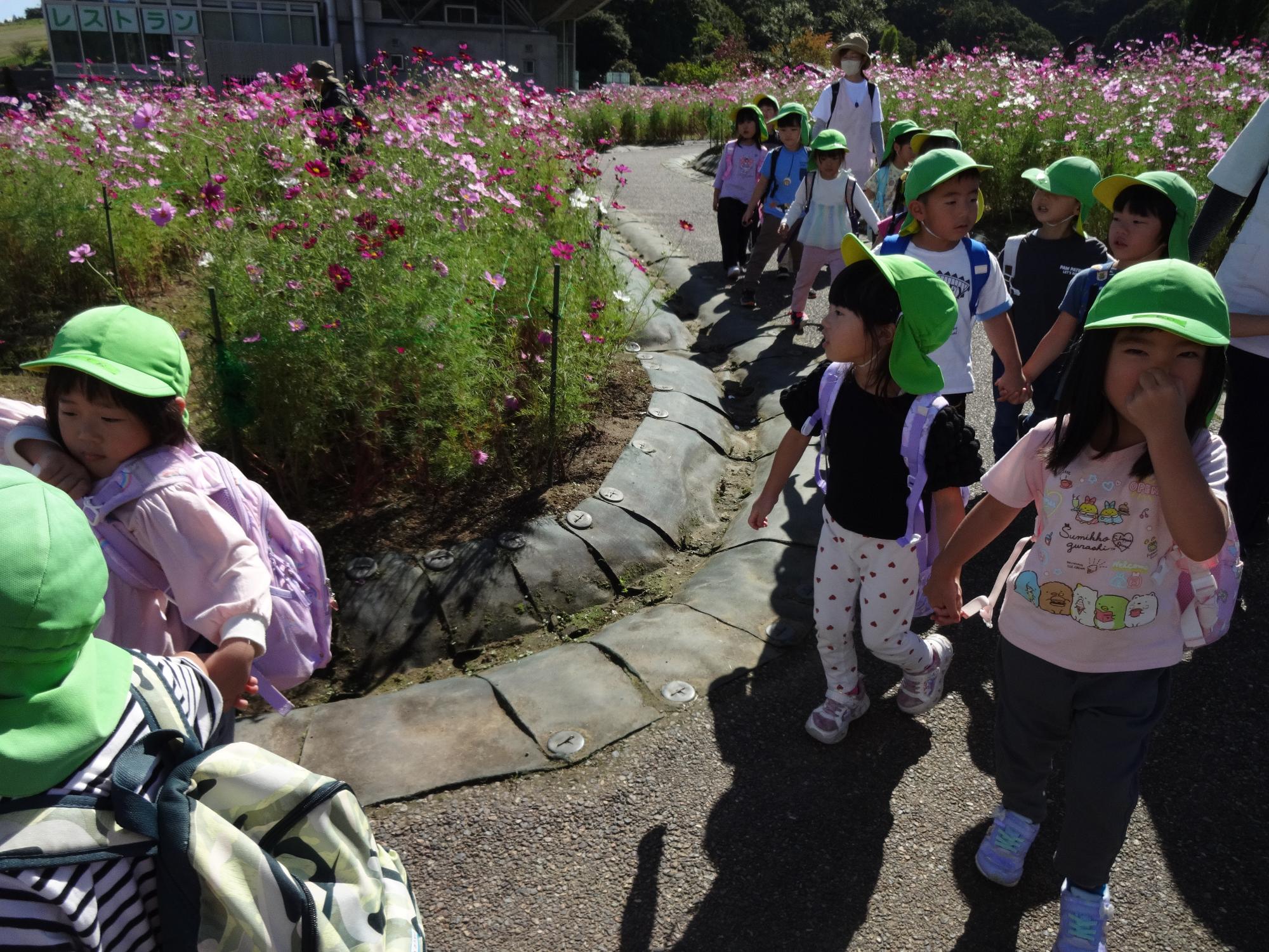 写真：コスモス畑の中を散策する子どもたち。2人1組で手をつないで歩いています