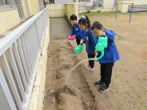 写真：畑に植えた夏野菜の苗に、じょうろで水やりをする3人の5歳児