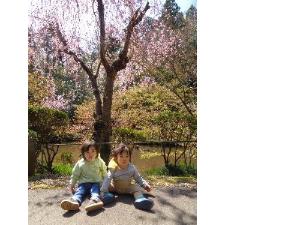 写真：赤坂山公園の桜の前に座るりす組の2人の園児