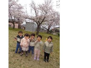 写真：スポーツ広場の桜の前でポーズをとるぱんだ組の5人の園児