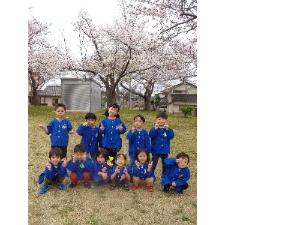 写真：スポーツ広場の桜の前に並ぶぞう組の11人の園児