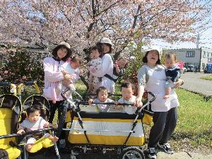 満開の桜の木の下で、7人の0歳児がベビーカーに乗ったり保育者におんぶや抱っこをされたりしている写真