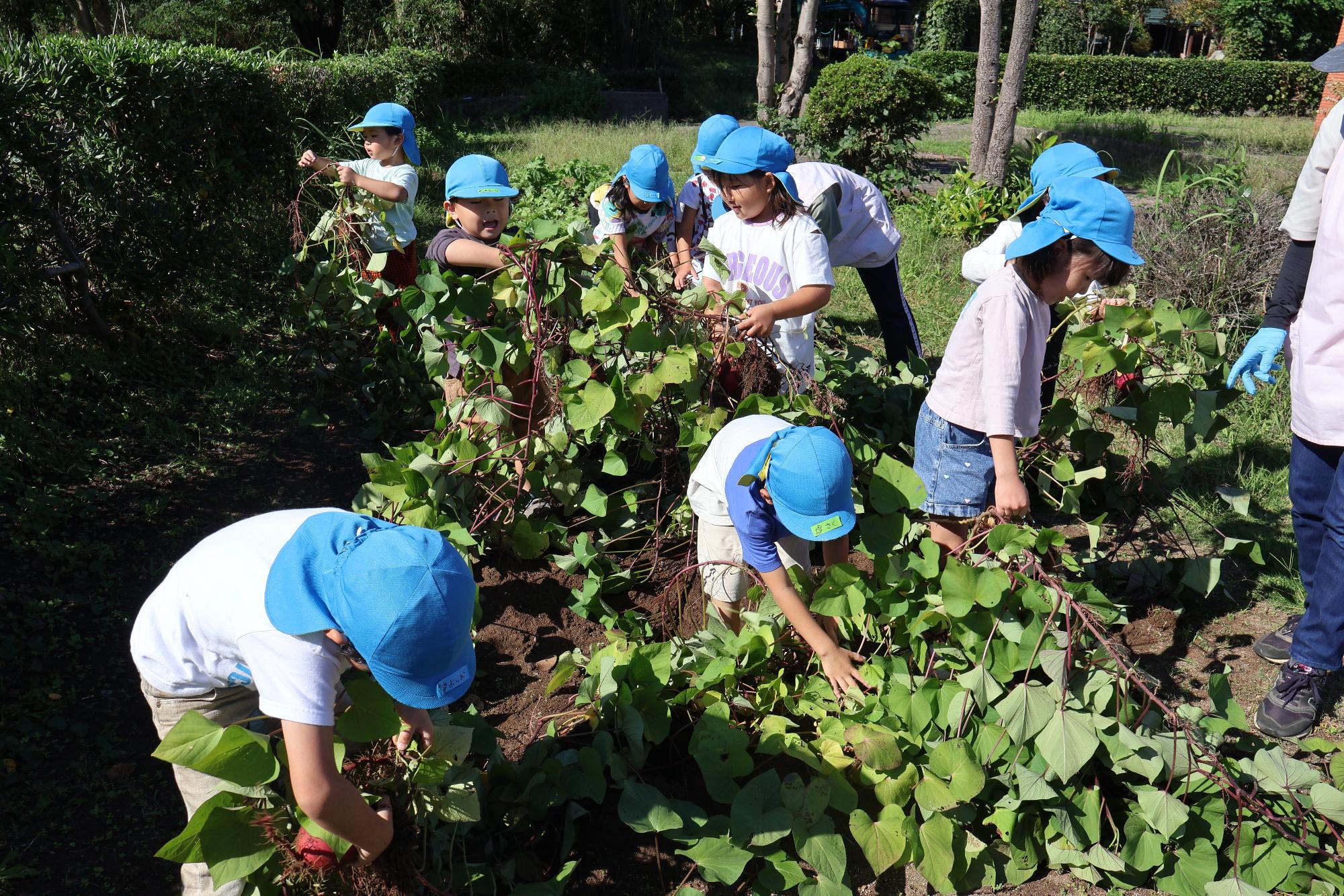 写真：サツマイモの長いツルをかき分け、地面を掘る子どもたち