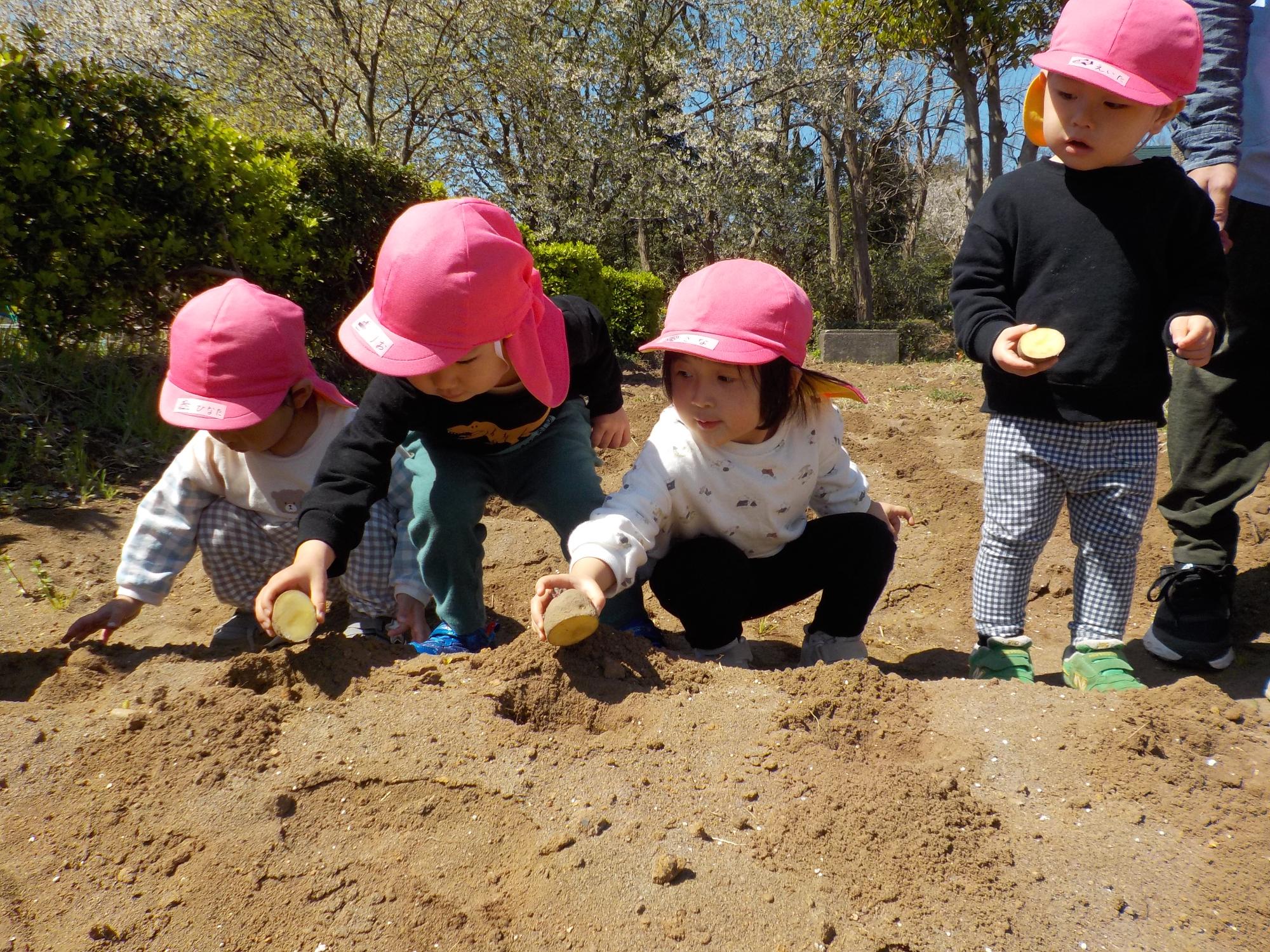 写真：子どもたちが畑に掘った穴に、ジャガイモの種イモを植えているところ