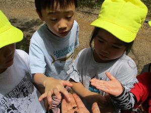 写真：きりん組の子どもたちが、手のひらにのせたおたまじゃくしを顔を近づけ観察しています