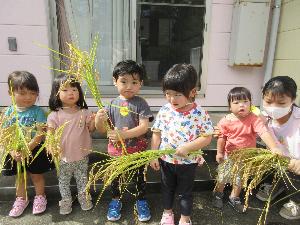 写真：りす組の子どもたちがバケツで育てた稲を収穫しているところ