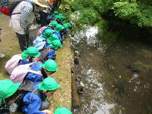 写真：赤坂山公園の池にかかる橋の上から水面を覗いて生き物を探しているらいおん組4・5歳児