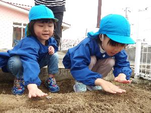 写真：ジャガイモの種芋を畑に植える2人の年長児