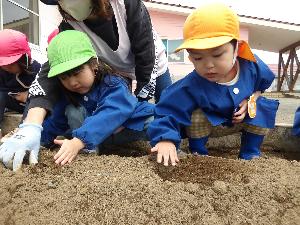 写真：職員と一緒にジャガイモの種芋の上に畑の土をかぶせる3・4歳児
