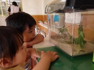 写真：アゲハチョウの幼虫が入っている虫かごの中を、顔を近づけてのぞいている2人の園児
