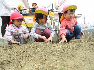 写真：種イモを土の中に入れて土をかぶせている1・2歳児