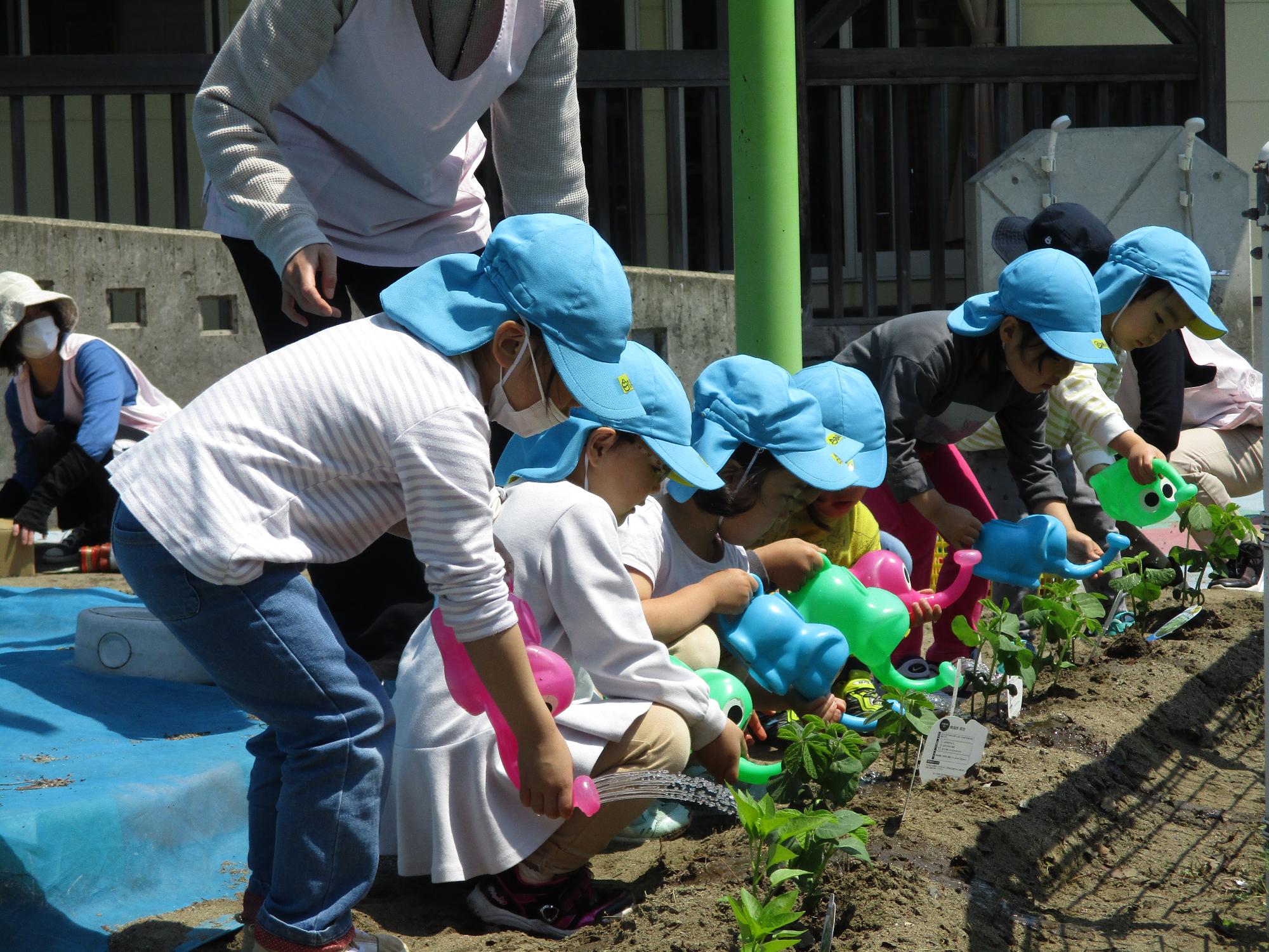 きりん組の子ども達が夏野菜の苗に水やりをしている写真