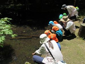 写真：子どもたちが公園の池のほとりにしゃがみ、おたまじゃくしの観察をしているところ