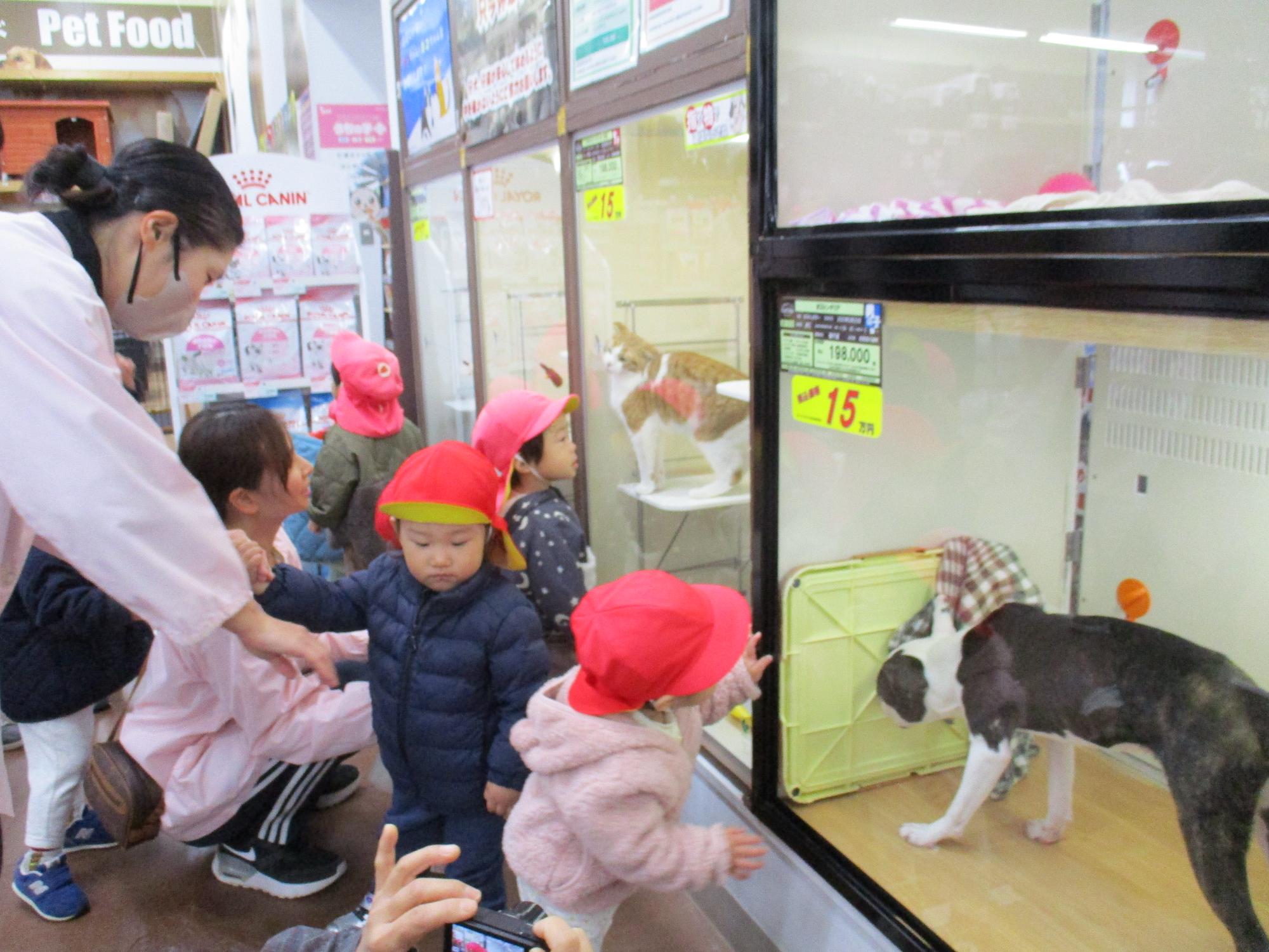 写真：ホームセンターのペット売り場で、ネコを見る1歳児