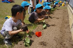 写真：夏野菜の苗を植えているところ。ポットからさかさまに出した苗の根っこがびっしり張っている様子を珍しそうに見ています