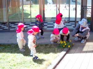 1歳児が、保育園の中庭に咲いているたんぽぽを見つけて集まってきている写真。