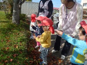 写真：ひよこ組の子どもたちが落ち葉を見つけ、指を指したり、拾ったりしています。