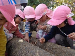 写真：うさぎ組の子どもたちが、しゃがんで落ち葉の下に落ちているどんぐりを見つけています。