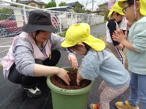 写真：子どもが保育士と一緒にプランターにトマトの苗を植えている様子