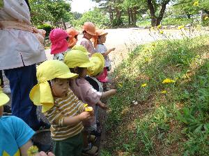 写真：園児が公園のタンポポを手に取っています