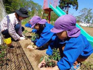 写真：園庭の畑に夏野菜の苗を植えるぞう組の子どもたち。苗の根元に両手でそっと土を寄せています