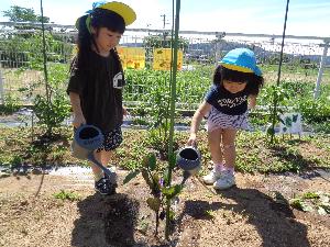写真：小さなじょうろを持った2人の子どもが、畑で育てている野菜に水やりしている様子