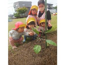 写真：小さいクラスの子どもたちが、園庭の畑に植えたばかりのナスの苗を観察しています。