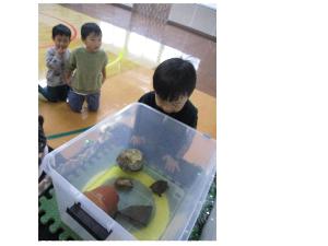 写真：保育園で飼育していたカメに、お別れのメッセージを伝える2歳児