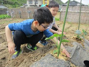 写真：きゅうりの苗の根元に土を寄せる2人の園児