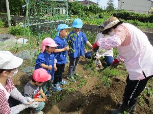 写真：畑の先生がサツマイモの植え方の説明をしています。子どもたちはサツマイモの苗を手に持ち、真剣な表情で聞いています